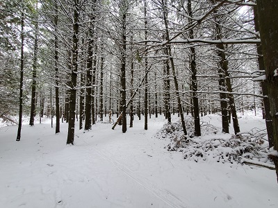 Winter in the Pines