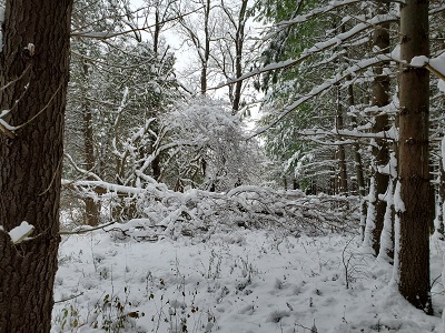 winter with a sleeping tree