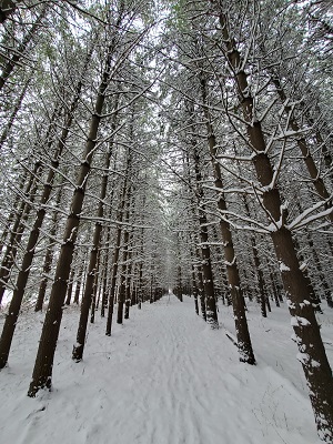 winter in the tall pines