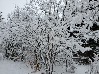 winter snow covered tree