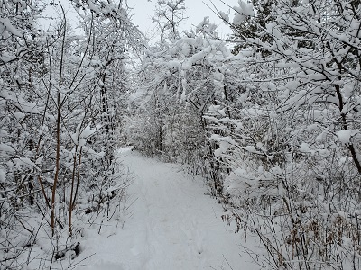 winter on a forest path